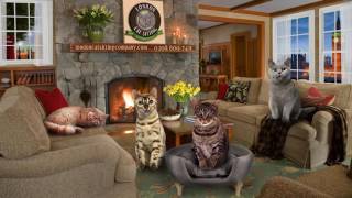 LONDON CAT SITTING COMPANY - THE MUSICAL - London, Surrey, Essex.