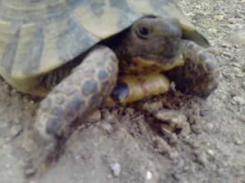 comment declarer une tortue hermann