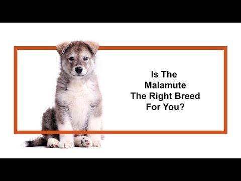 Alaskan Malamute Breed Video