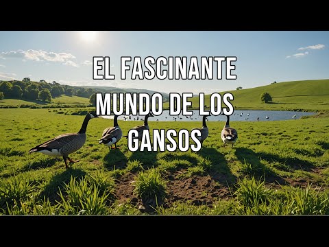 El fascinante mundo de los gansos