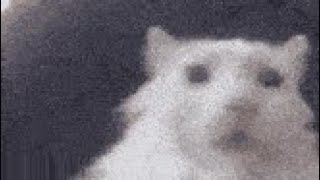 cat gifs but I added sound effects (part 3)