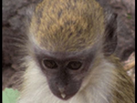 Awesome MONKEYS of St. Kitts