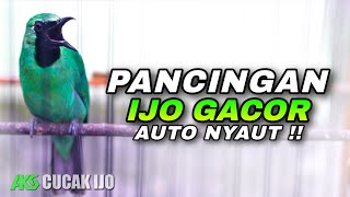 Download lagu AWAS NYAUT ! PANCINGAN CUCAK IJO GACOR COCOK UNTUK MENAIKKAN EMOSI BURUNG DAN MELATIH MENTAL TARUNG mp3