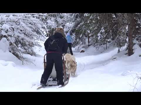 download lagu mp3 mp4 Chien De Traineau Metabief, download lagu Chien De Traineau Metabief gratis, unduh video klip Chien De Traineau Metabief