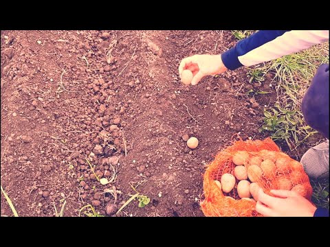 , title : 'Plantare Cartofi in Biloane 4 Soiuri in Propria Gradina!2020'