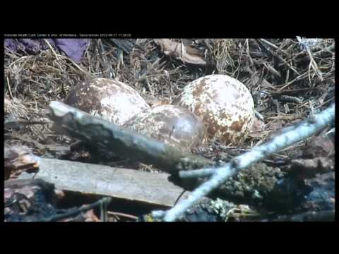 A close up of the Hellgate Eggs 6-17-12.wmv
