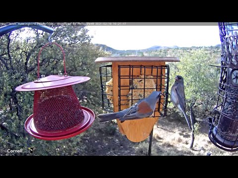 Dark-eyed Juncos Show Their Differences While Feasting On Suet In West Texas – Feb. 10, 2020