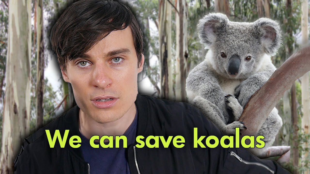 Can we SAVE koalas?