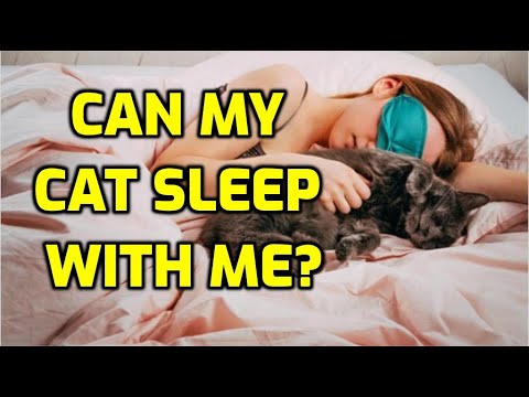 Is It OK For Cats To Sleep On Your Bed?