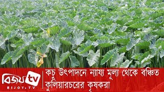 কচু উৎপাদনে ন্যায্য মূল্য থেকে বঞ্চিত কুলিয়ারচরের কৃষকরা
