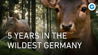 Wild Germany: Scenic Journey from the Black Forest to the Coastlines | Extra Long Documentary