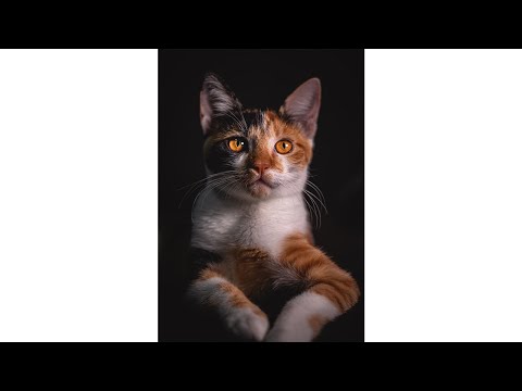 Do Cats Recognize Our Voice?