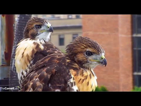 Cornell Red-tailed Hawks ~ Welcome Home! 😊💕 L-1 Joins L-2 On The Rail! 6.9.22