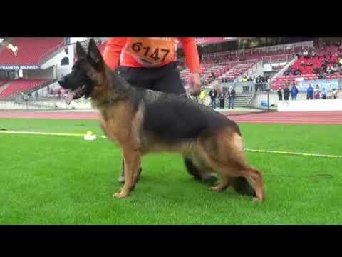 #bszs2022 - 12/18 - femelles Poil court