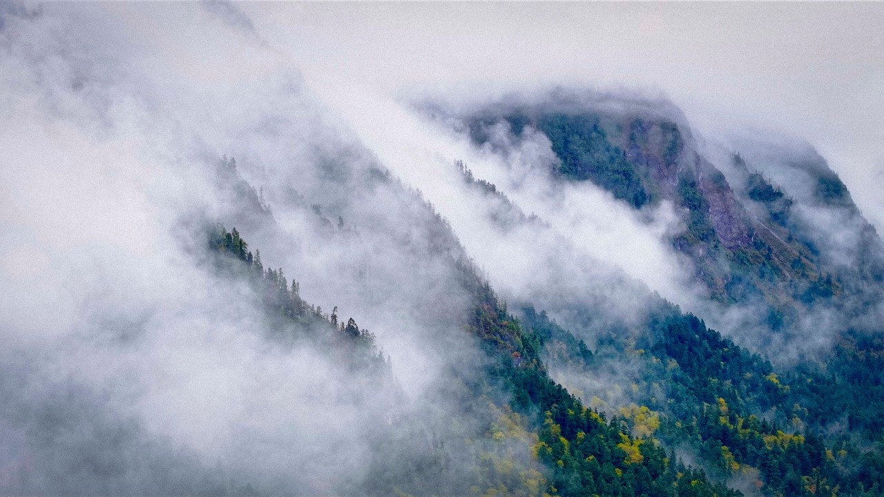 Exploring China's Giant Panda Reserves - Tangjiahe & Wanglang