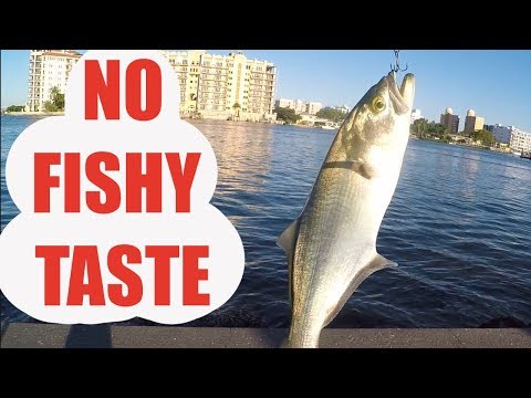 download lagu mp3 mp4 Red Fish Blue Fish Recipes, download lagu Red Fish Blue Fish Recipes gratis, unduh video klip Red Fish Blue Fish Recipes