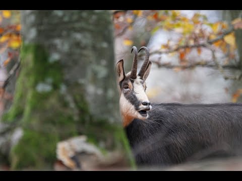 Jagd auf Gamswild in Mittelfranken zur Brunft | Chamois hunting in Germany | Jagdfilm