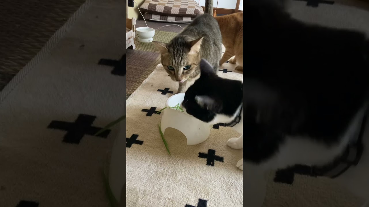 猫草欲しいよ〜〜#shorts