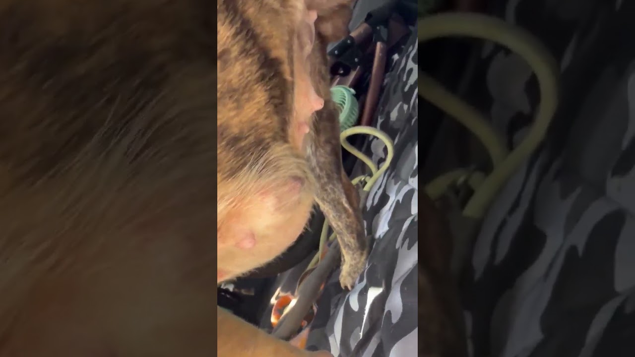 Smore's video