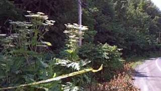preview picture of video 'Berce du caucase - Giant Hogweed - Ayer's Cliff, Quebec, Canada'
