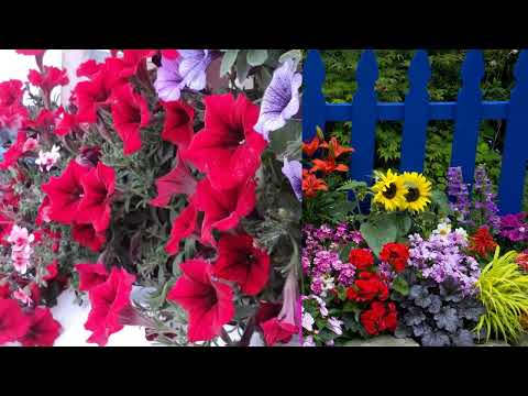 Nicu Petrescu - Să Te privesc din plin Isuse - mel Nicu Petrescu