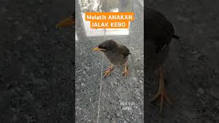 Download lagu Jalak kebo anakan #shorts mp3