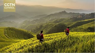 Xi Jinping da instrucciones sobre el trabajo relacionado con el trabajo rural