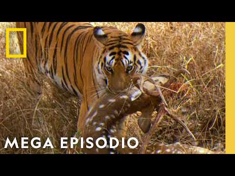 Enfrentamiento de Titanes! | Noche De Pelea Animal: Megaepisodio | Nat Geo en Español