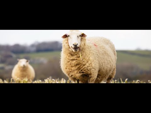 Sheep Watch Live And Relaxing Sounds