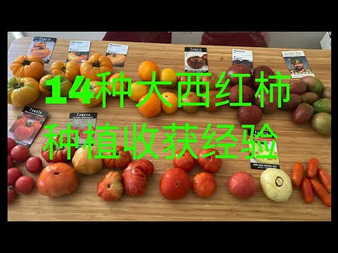 , title : '西红柿品種/2022年后院种植14種大西红柿/番茄/种植经验教训'