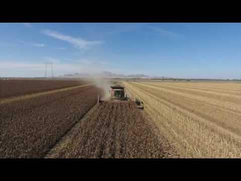 2016 Sunflower Harvest