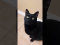 Black cat meowing