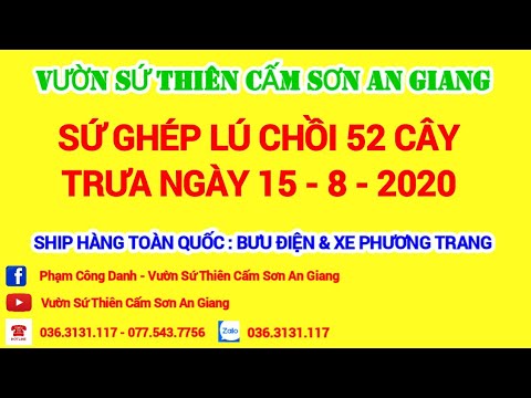 ĐÃ HẾT (Trưa 15/8/2020) 52 cây sứ ghép. LH 036.3131.117 (có Zalo) gặp Danh.