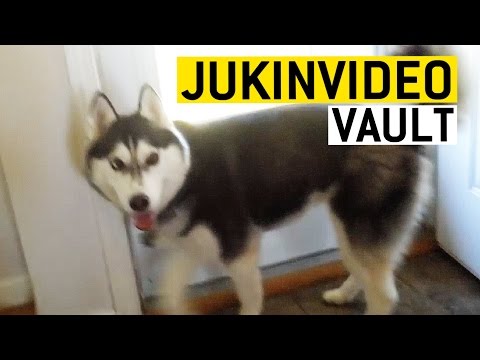 férgek a huskies kezelésben