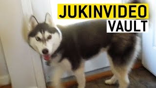 animale faze cu Husky