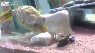 Nemo's Revenge on the Crab. Clownfish Wins! •The Fail Syndicate 2013•