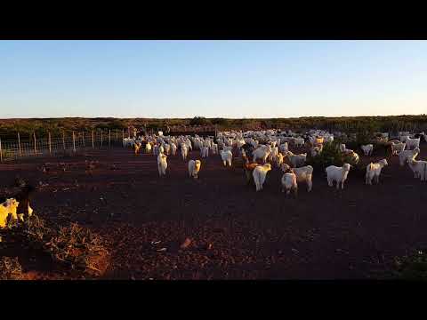 Los Chihuidos - Suplementación chivito criollo pie de la madre.