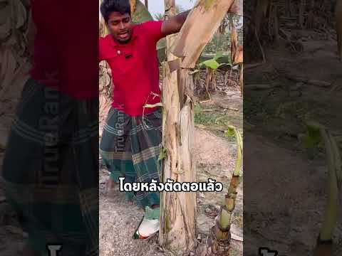 ตอกล้วยที่ถูกตัดทิ้งมีประโยชน์กว่าที่เราคาดไว้