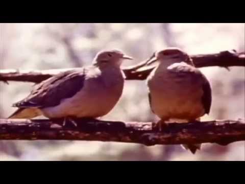 Loop Schrauber & ilE - Dove