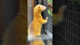 Download lagu Wisata Edukatif ada Mini Zoo didalamnya cuma ada di The Nice Park Bandung #wisataanakbandung mp3 Download lagu Wisata Edukatif ada Mini Zoo didalamnya cuma ada di The Nice Park Bandung #wisataanakbandung mp3