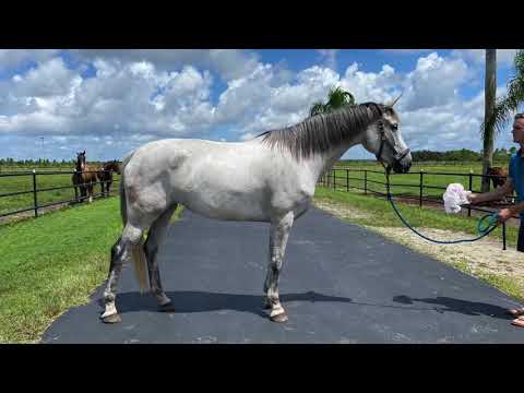 Coco Cavalli x Dacaprio x Don Schufro in foal to Total hope for 2021