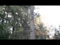 Comfort Zone Lookout Deluxe Ladder Tree stand ...