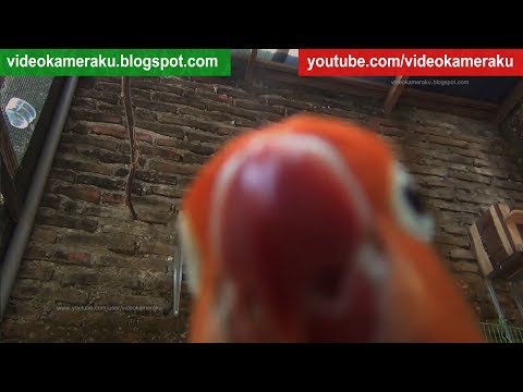 1 Hour Lovebirds Stereo Sounds Live Recording - High Quality Audio V10