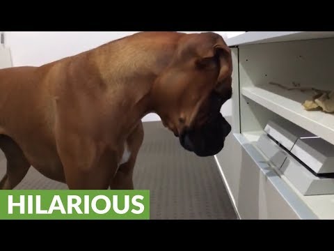 Gamer dog really wants to play PlayStation