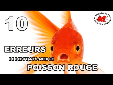 , title : 'Poisson rouge : 10 erreurs de débutant'
