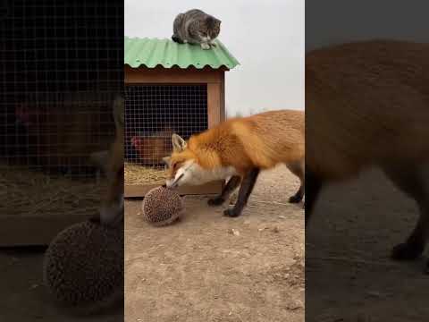 Dramatic Farmyard Footage: Watch as a cat leaps from a rooftop to save a hedgehog from a hungry fox!
