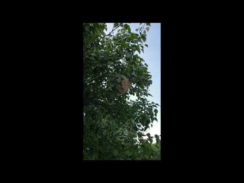 Bald Faced Hornets Don't Like Lawnmowers in Rumson, NJ
