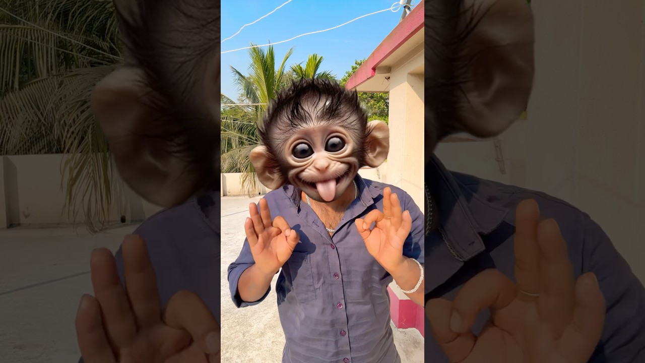 Baby monkey so cute cute cute ❤️ #monkey #cute