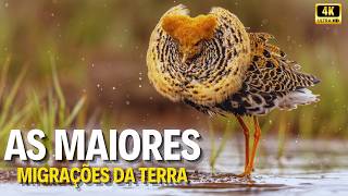 Natureza em Marcha | O Drama das Grandes Migrações - As Migrações Mais Extensas da Terra