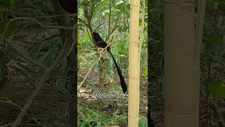 Download lagu Burung berekor panjang bersuara keras #burung #nyanyianburung #alam #satwa liar mp3